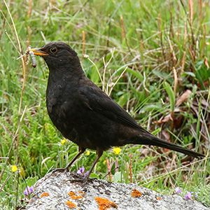 Tibetan Blackbird